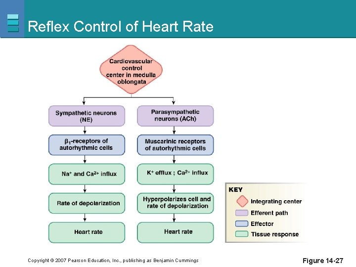 Reflex Control of Heart Rate Copyright © 2007 Pearson Education, Inc. , publishing as