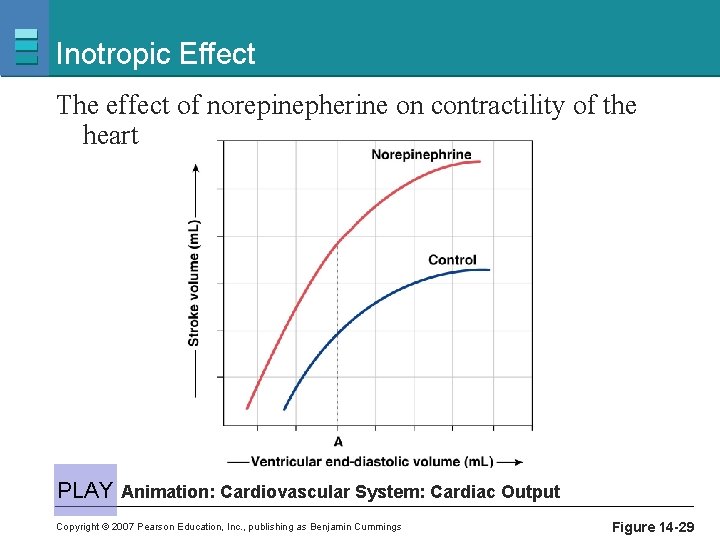 Inotropic Effect The effect of norepinepherine on contractility of the heart PLAY Animation: Cardiovascular