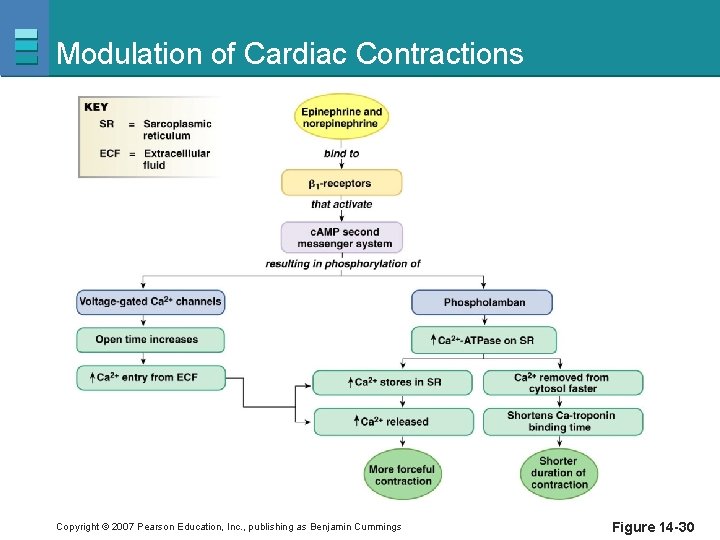 Modulation of Cardiac Contractions Copyright © 2007 Pearson Education, Inc. , publishing as Benjamin