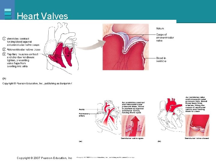 Heart Valves Copyright © 2007 Pearson Education, Inc. , publishing as Benjamin Cummings 