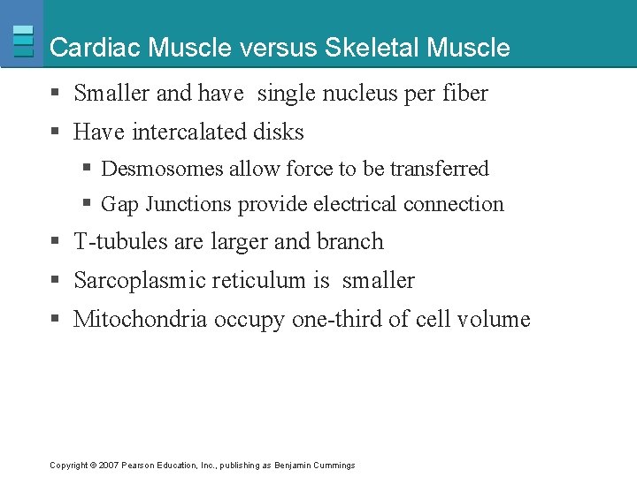 Cardiac Muscle versus Skeletal Muscle § Smaller and have single nucleus per fiber §