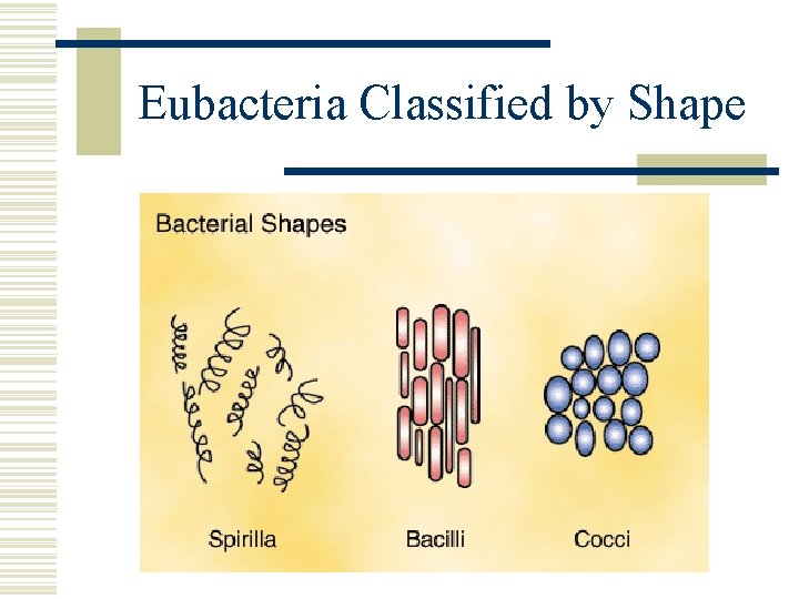 Eubacteria Classified by Shape 