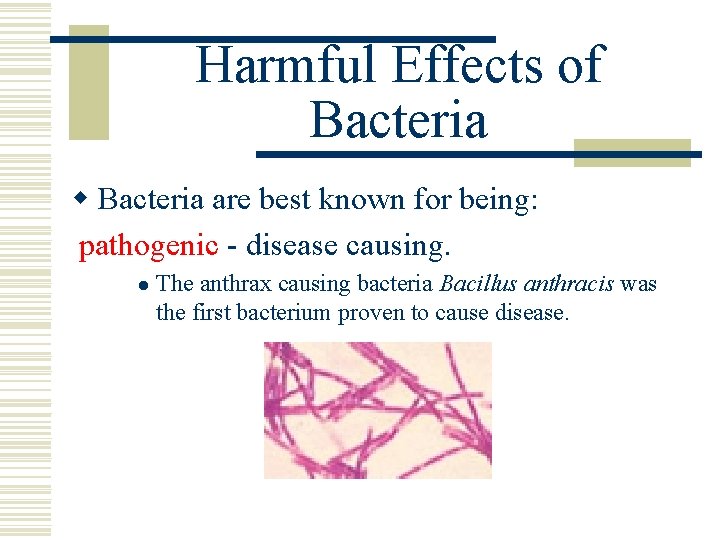 Harmful Effects of Bacteria w Bacteria are best known for being: pathogenic - disease