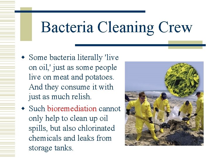 Bacteria Cleaning Crew w Some bacteria literally 'live on oil, ' just as some