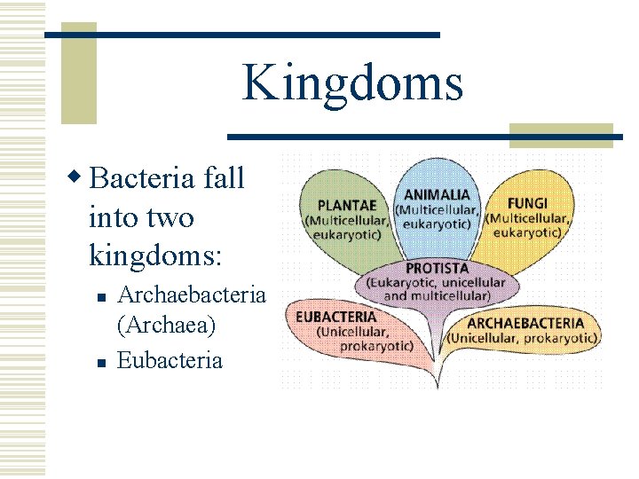 Kingdoms w Bacteria fall into two kingdoms: n n Archaebacteria (Archaea) Eubacteria 