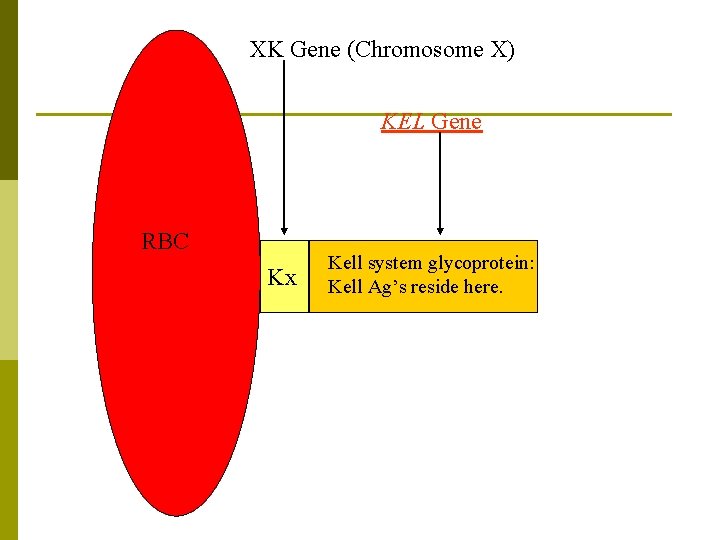XK Gene (Chromosome X) KEL Gene RBC Kx Kell system glycoprotein: Kell Ag’s reside
