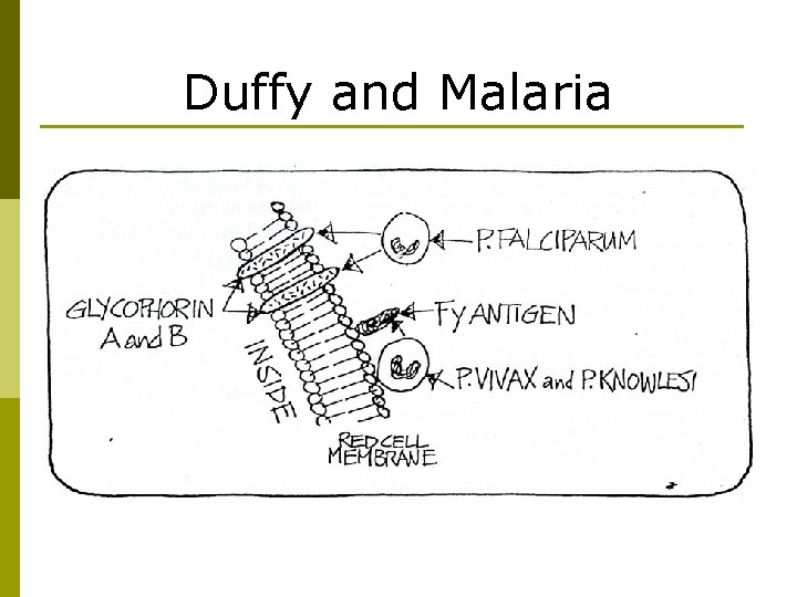 Duffy and Malaria 