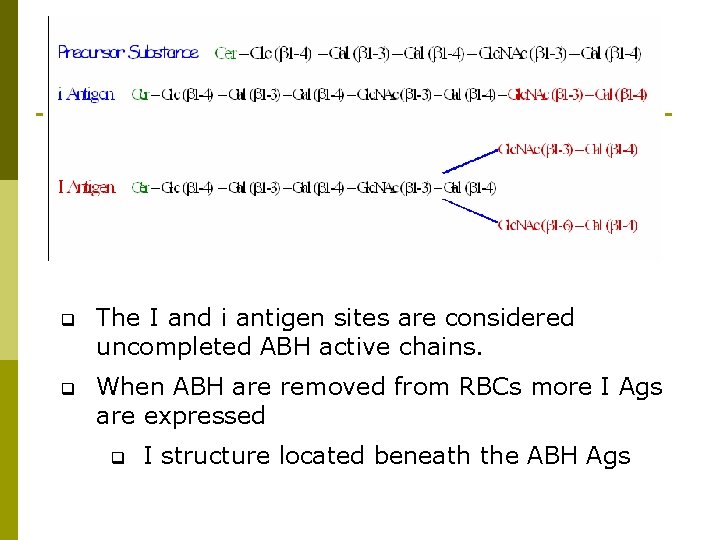q The I and i antigen sites are considered uncompleted ABH active chains. q