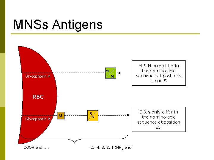 MNSs Antigens M Glycophorin A N M & N only differ in their amino