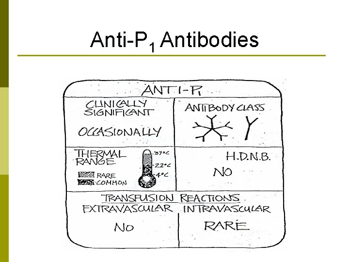 Anti-P 1 Antibodies 