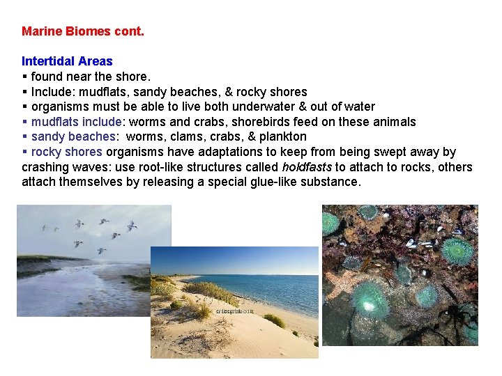 Marine Biomes cont. Intertidal Areas § found near the shore. § Include: mudflats, sandy