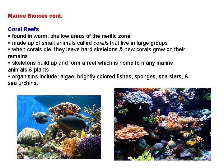 Marine Biomes cont. Coral Reefs § found in warm, shallow areas of the neritic