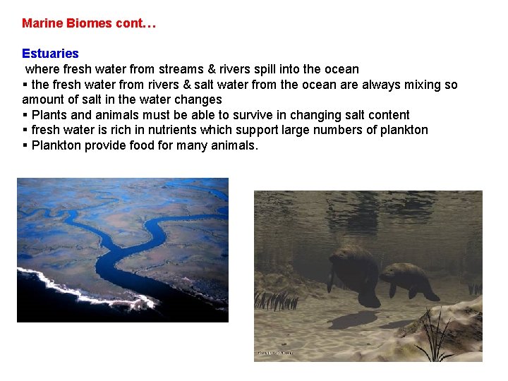 Marine Biomes cont… Estuaries where fresh water from streams & rivers spill into the