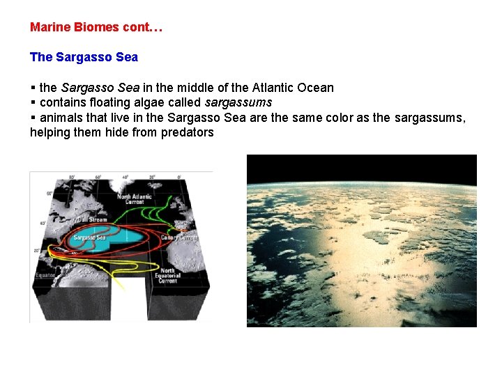 Marine Biomes cont… The Sargasso Sea § the Sargasso Sea in the middle of