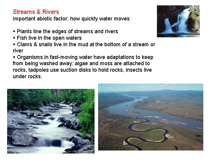 Streams & Rivers Important abiotic factor: how quickly water moves § Plants line the