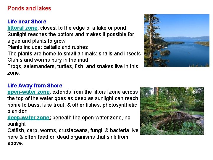 Ponds and lakes Life near Shore littoral zone: closest to the edge of a