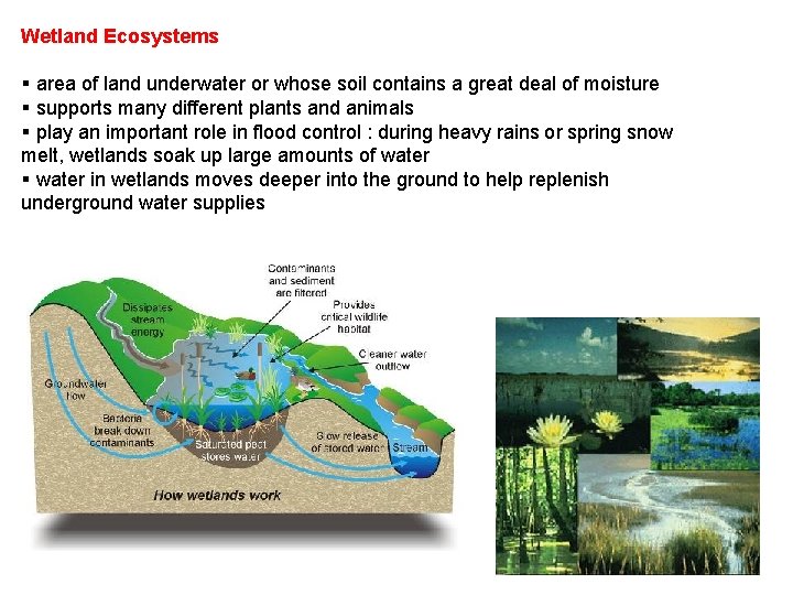 Wetland Ecosystems § area of land underwater or whose soil contains a great deal
