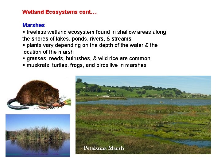 Wetland Ecosystems cont… Marshes § treeless wetland ecosystem found in shallow areas along the