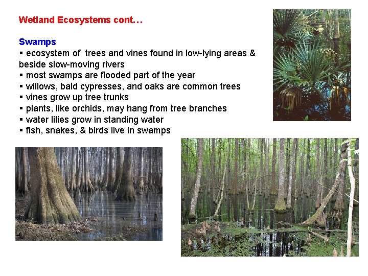 Wetland Ecosystems cont… Swamps § ecosystem of trees and vines found in low-lying areas