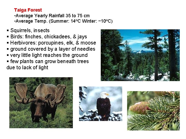 Taiga Forest • Average Yearly Rainfall 35 to 75 cm • Average Temp. (Summer: