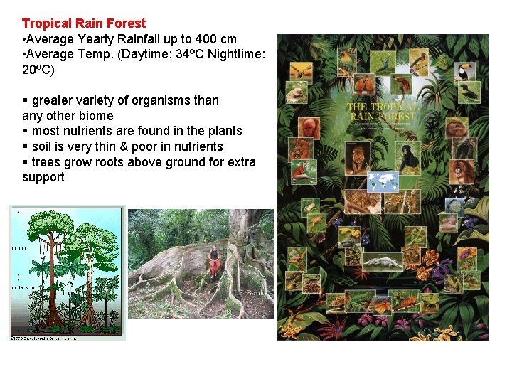 Tropical Rain Forest • Average Yearly Rainfall up to 400 cm • Average Temp.