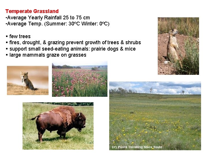 Temperate Grassland • Average Yearly Rainfall 25 to 75 cm • Average Temp. (Summer: