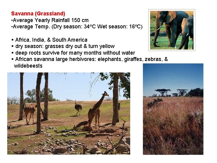 Savanna (Grassland) • Average Yearly Rainfall 150 cm • Average Temp. (Dry season: 34ºC