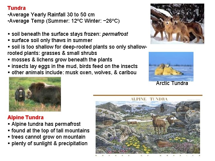 Tundra • Average Yearly Rainfall 30 to 50 cm • Average Temp (Summer: 12ºC