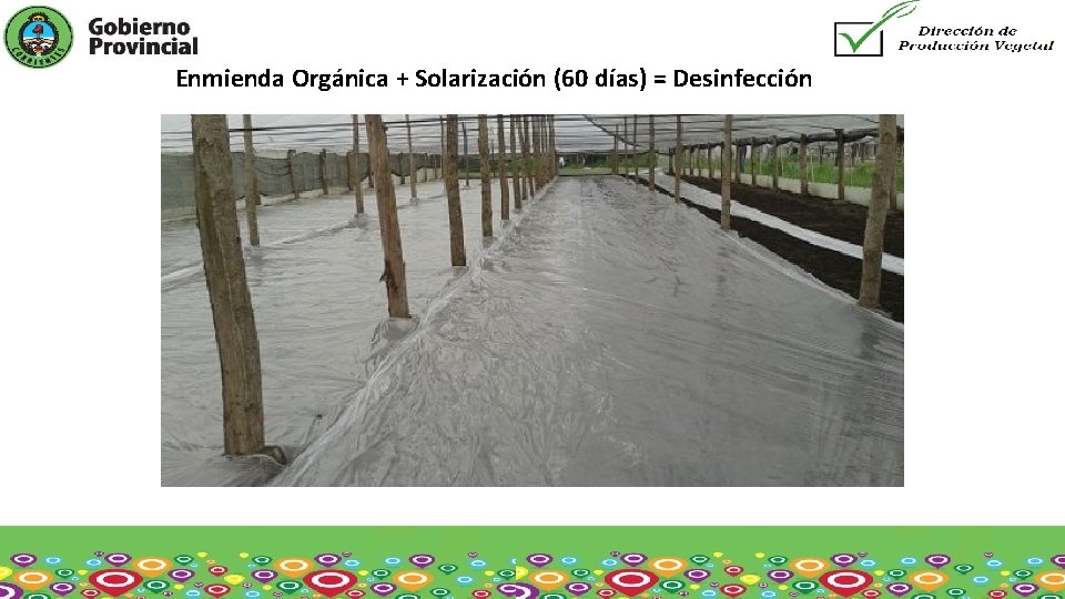 Enmienda Orgánica + Solarización (60 días) = Desinfección 