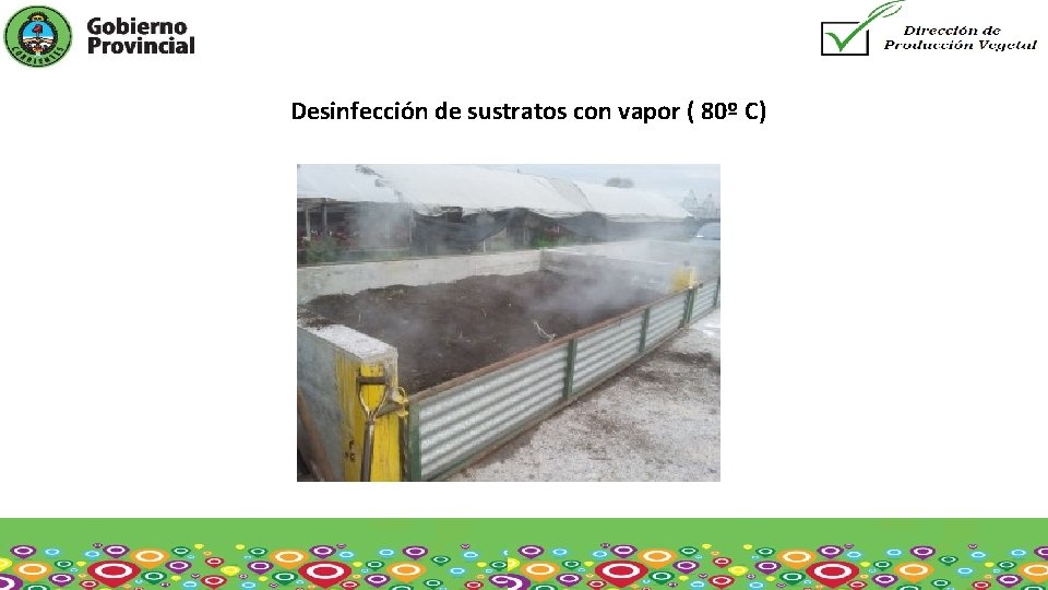 Desinfección de sustratos con vapor ( 80º C) 