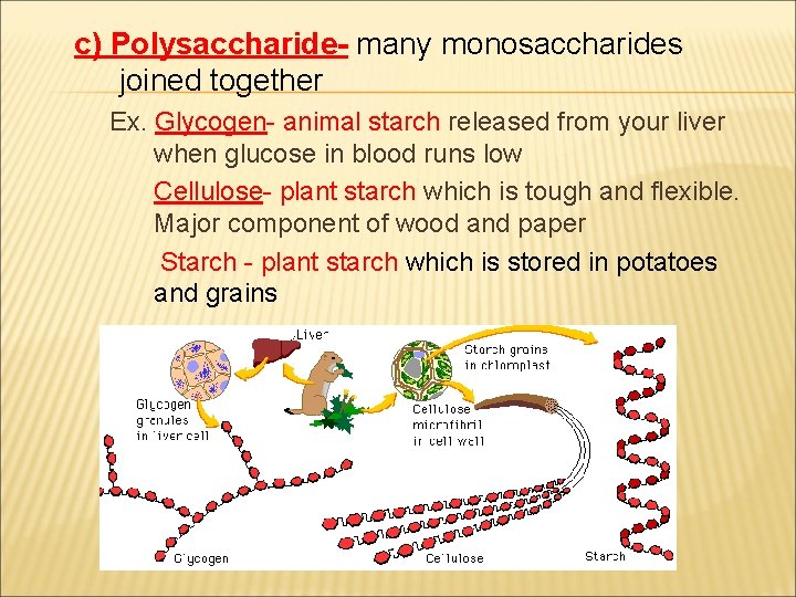 c) Polysaccharide- many monosaccharides joined together Ex. Glycogen- animal starch released from your liver