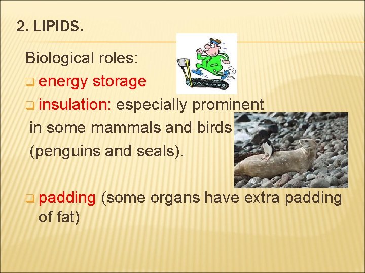 2. LIPIDS. Biological roles: q energy storage q insulation: especially prominent in some mammals