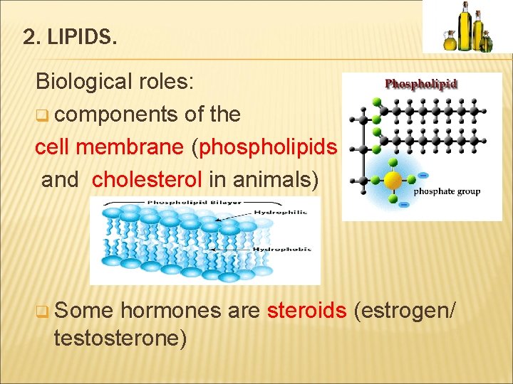 2. LIPIDS. Biological roles: q components of the cell membrane (phospholipids and cholesterol in