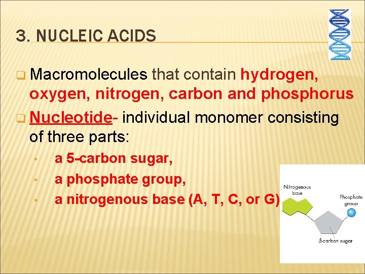3. NUCLEIC ACIDS q Macromolecules that contain hydrogen, oxygen, nitrogen, carbon and phosphorus q