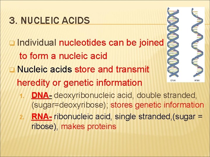 3. NUCLEIC ACIDS q Individual nucleotides can be joined to form a nucleic acid