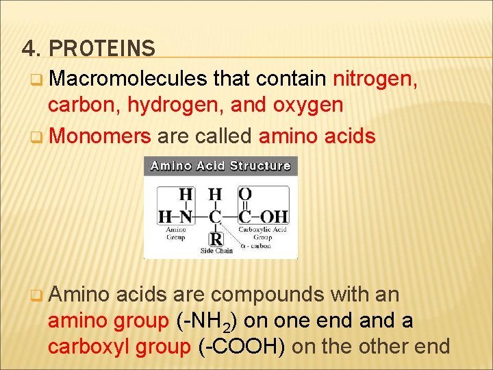4. PROTEINS q Macromolecules that contain nitrogen, carbon, hydrogen, and oxygen q Monomers are