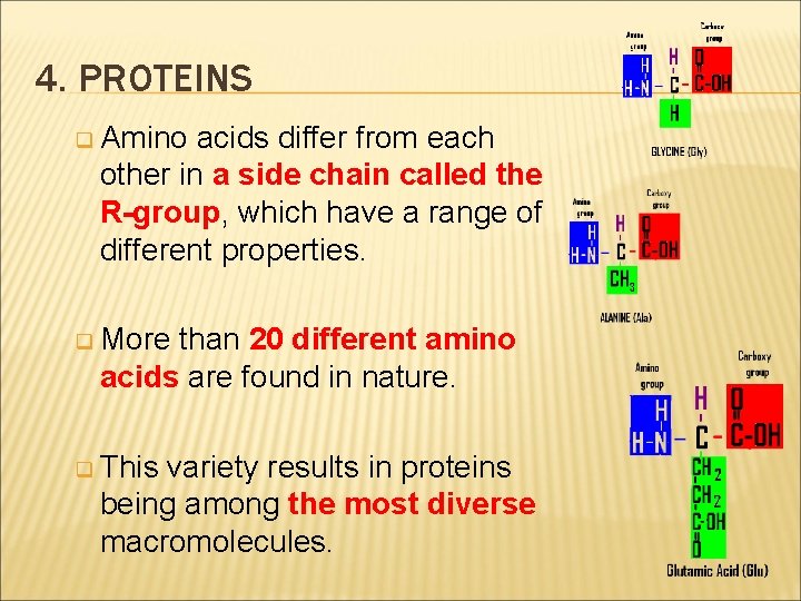 4. PROTEINS q Amino acids differ from each other in a side chain called
