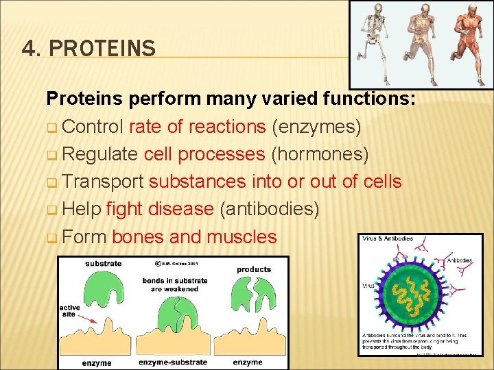 4. PROTEINS Proteins perform many varied functions: q Control rate of reactions (enzymes) q
