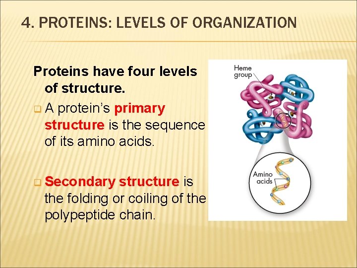 4. PROTEINS: LEVELS OF ORGANIZATION Proteins have four levels of structure. q A protein’s