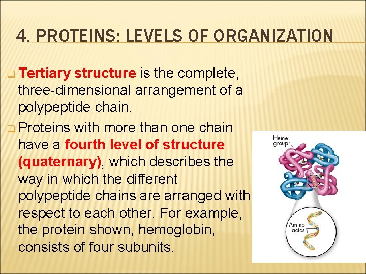 4. PROTEINS: LEVELS OF ORGANIZATION q Tertiary structure is the complete, three-dimensional arrangement of