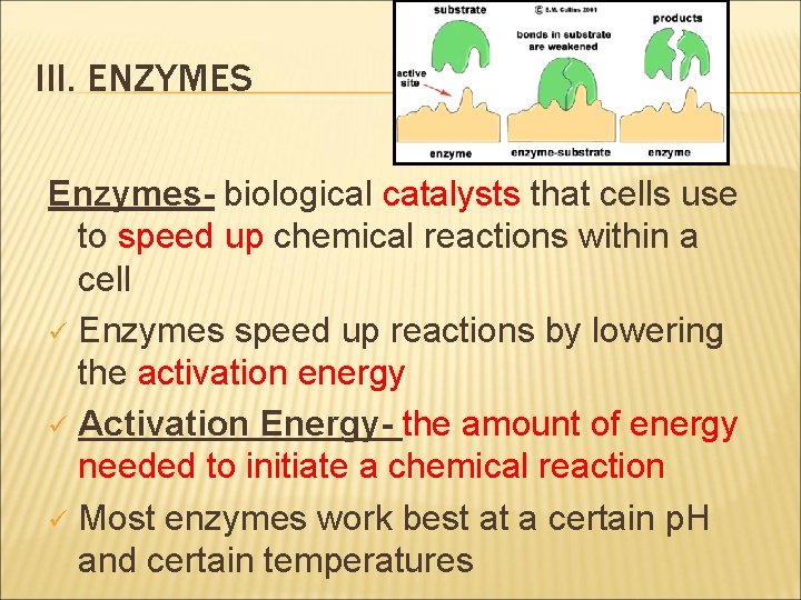 III. ENZYMES Enzymes- biological catalysts that cells use to speed up chemical reactions within