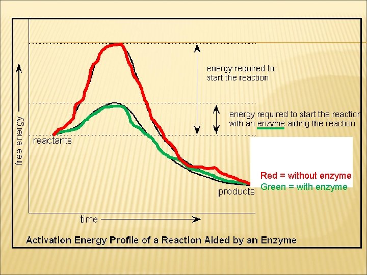 Red = without enzyme Green = with enzyme 