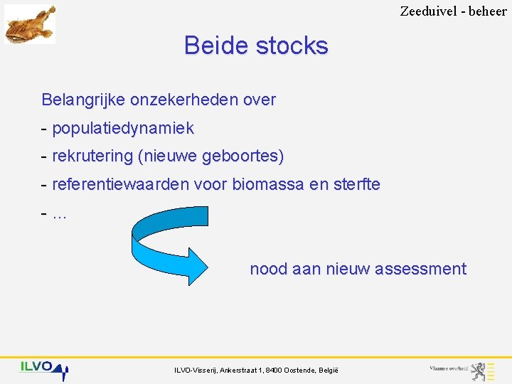 Zeeduivel - beheer Beide stocks Belangrijke onzekerheden over - populatiedynamiek - rekrutering (nieuwe geboortes)