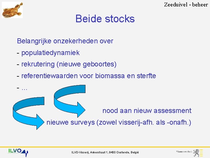 Zeeduivel - beheer Beide stocks Belangrijke onzekerheden over - populatiedynamiek - rekrutering (nieuwe geboortes)