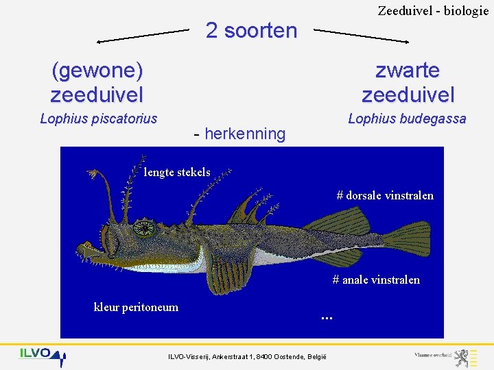 Zeeduivel - biologie 2 soorten (gewone) zeeduivel zwarte zeeduivel Lophius piscatorius Lophius budegassa -