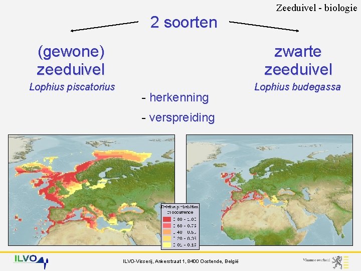 2 soorten Zeeduivel - biologie (gewone) zeeduivel zwarte zeeduivel Lophius piscatorius Lophius budegassa -