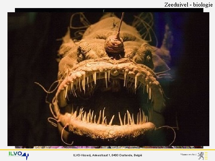 2 soorten Zeeduivel - biologie (gewone) zeeduivel zwarte zeeduivel Lophius piscatorius Lophius budegassa -