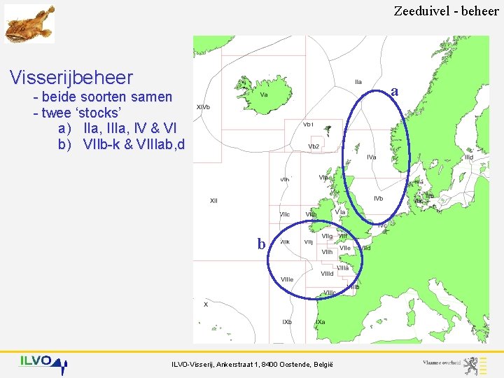 Zeeduivel - beheer Visserijbeheer a - beide soorten samen - twee ‘stocks’ a) IIa,