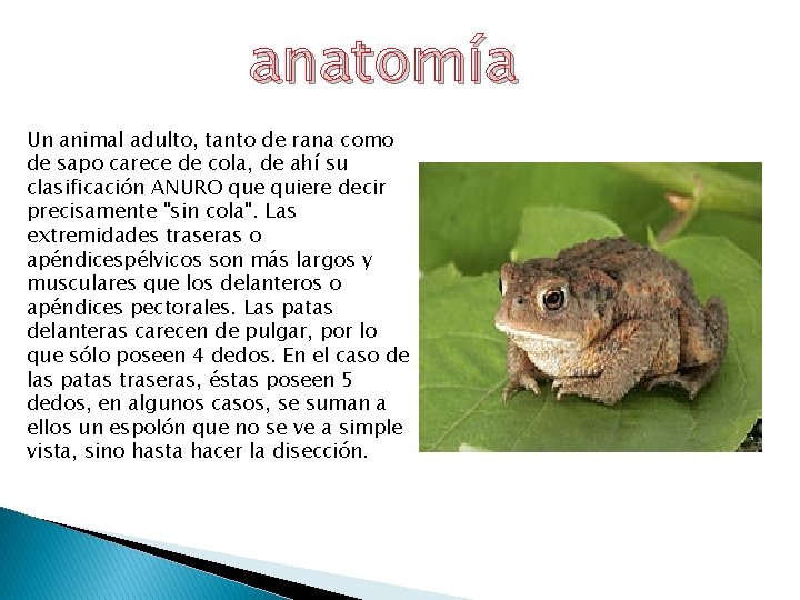 anatomía Un animal adulto, tanto de rana como de sapo carece de cola, de