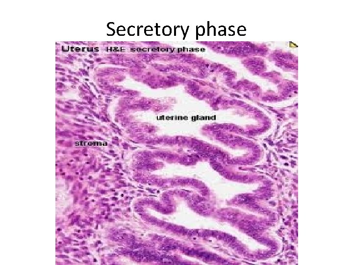 Secretory phase 